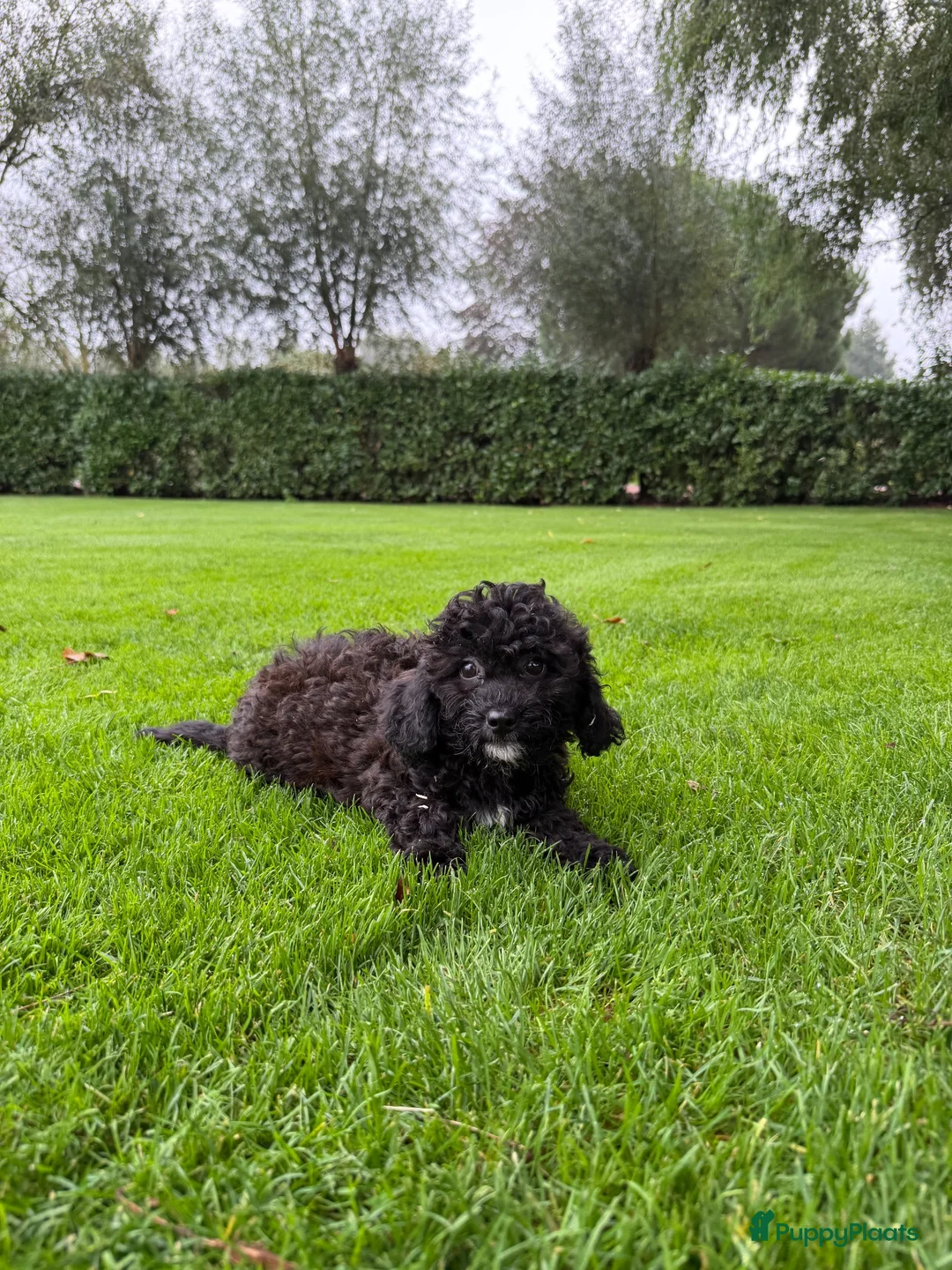 Kruising honden te koop: Boomer x Poedel (Boompoo) pups - Advertentie 1