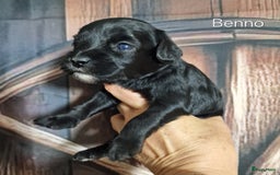 Australian Labradoodle honden te koop: Australian labradoodle Backcross micro/mini - Afbeelding 19