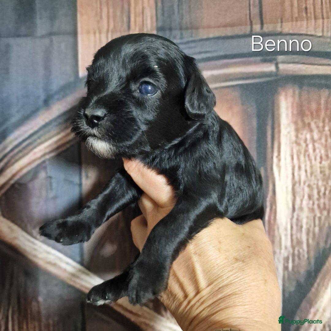 Australian Labradoodle honden te koop: Australian labradoodle Backcross micro/mini - Afbeelding 19