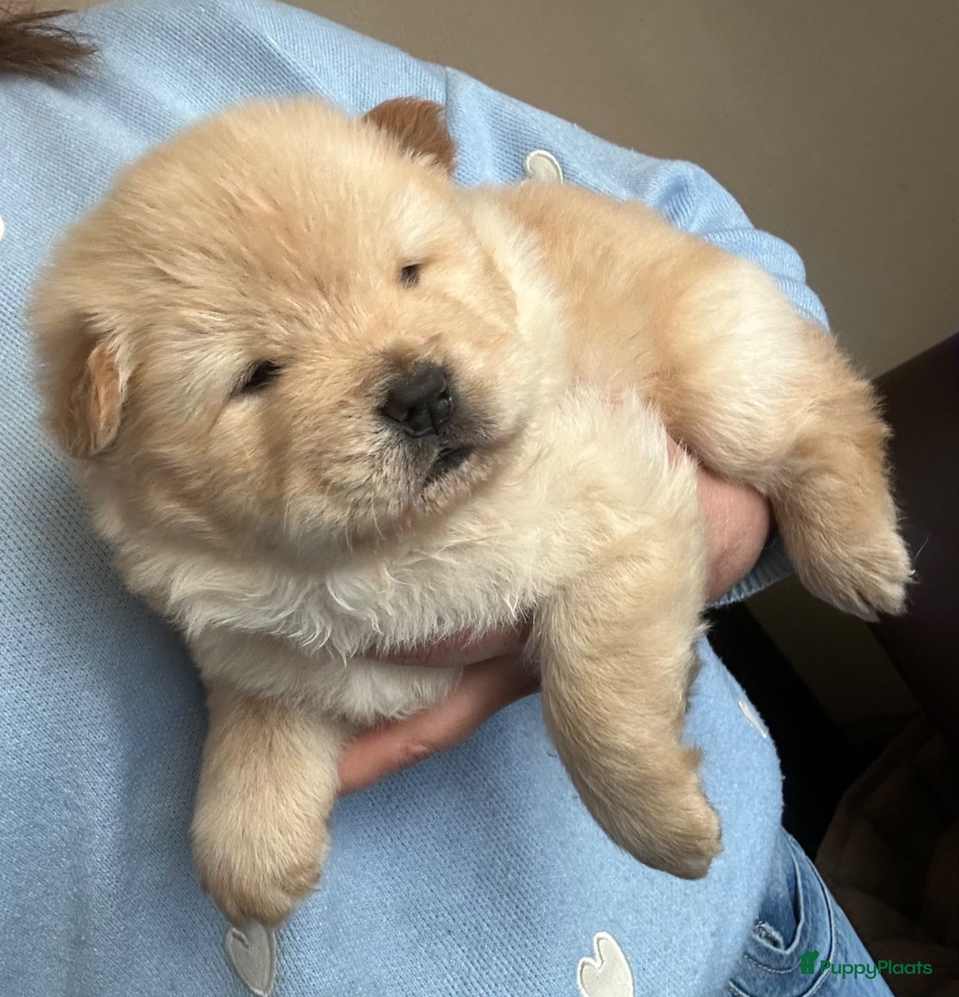 Chow Chow honden Mooie Chow Chow pups geboren - Advertentie 1