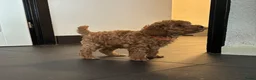 Poedel Toy honden te koop: 1 rood poedel reutje  - Advertentie 6