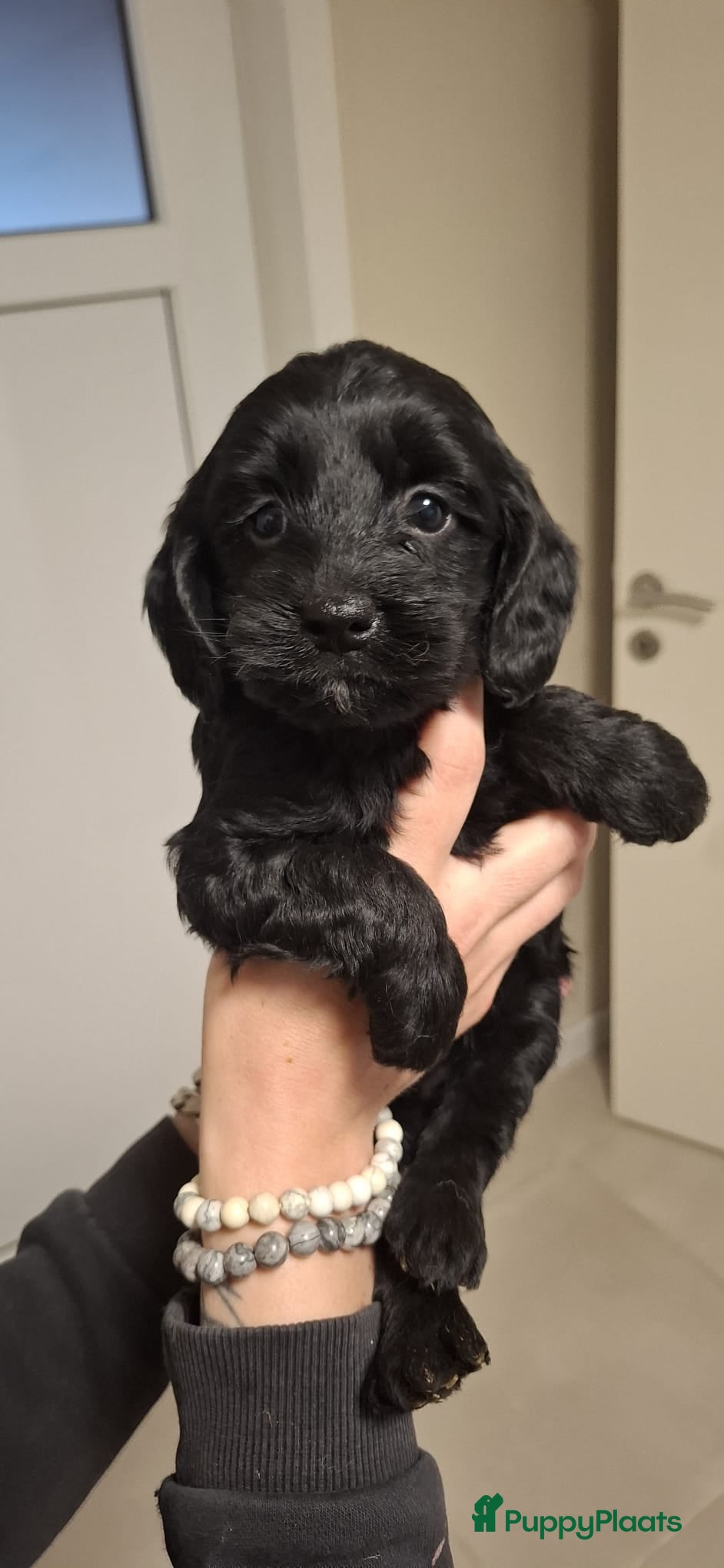 Cavapoo honden Prachtige cavapoo pups - Advertentie 14