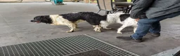 Friese Stabij honden te koop: Friese Stabij puppy's te koop - Advertentie 7
