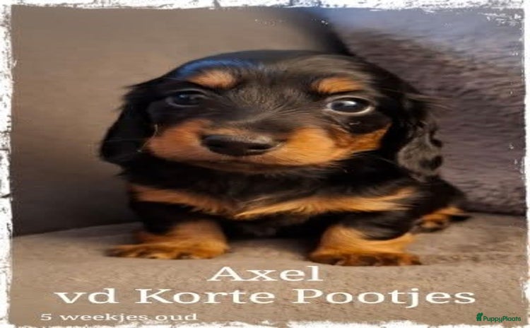 Teckel (langhaar) honden - Advertentie 14