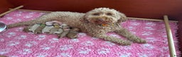 Australian Labradoodle honden te koop: Labradoodle medium ( Australian ) - Advertentie 2