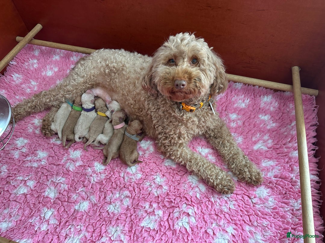 Australian Labradoodle honden te koop: Labradoodle medium ( Australian ) - Advertentie 2