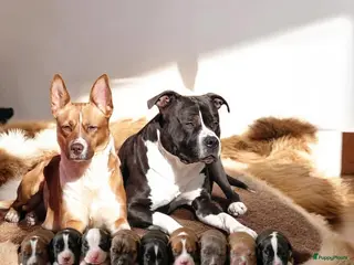 Kruising honden 6 mix pups - Advertentie 5