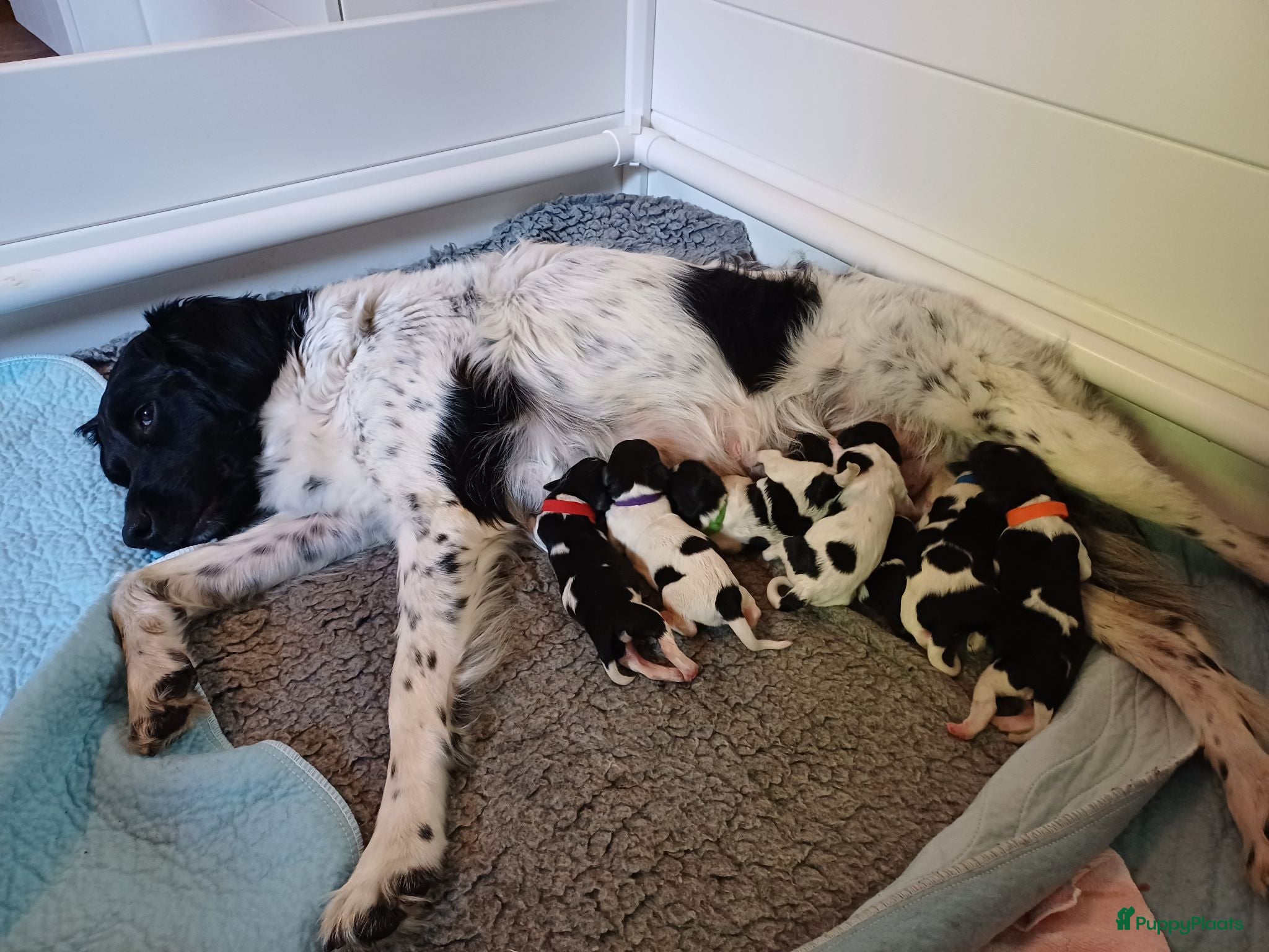 Friese Stabij honden Friese Stabij puppy's te koop - Advertentie 1