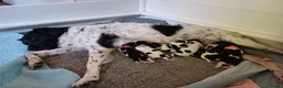 Friese Stabij honden te koop: Friese Stabij puppy's te koop - Advertentie 1