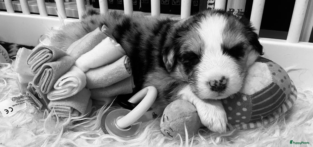 Australian Shepherd honden te koop: Prachtige pups Australian shepherd X Pomsky  - Afbeelding 12