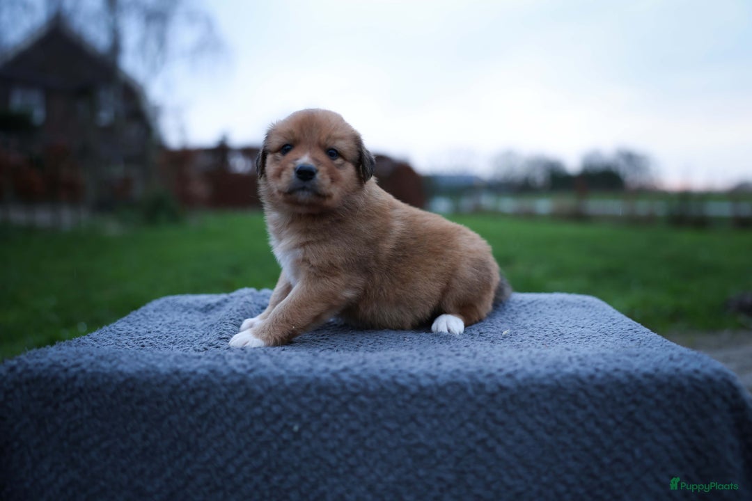 Nova Scotia Duck Tolling Retriever honden te koop: Toller x Australian Shepherd pups in Maurik - Afbeelding 5