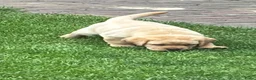 Labrador Retriever honden te koop: labrador pup bruin (reutje) Pup Blond(teefje) - Advertentie 7