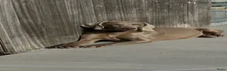Weimarse Staande Hond korthaar honden te koop: Nestje van Viza - Advertentie 16