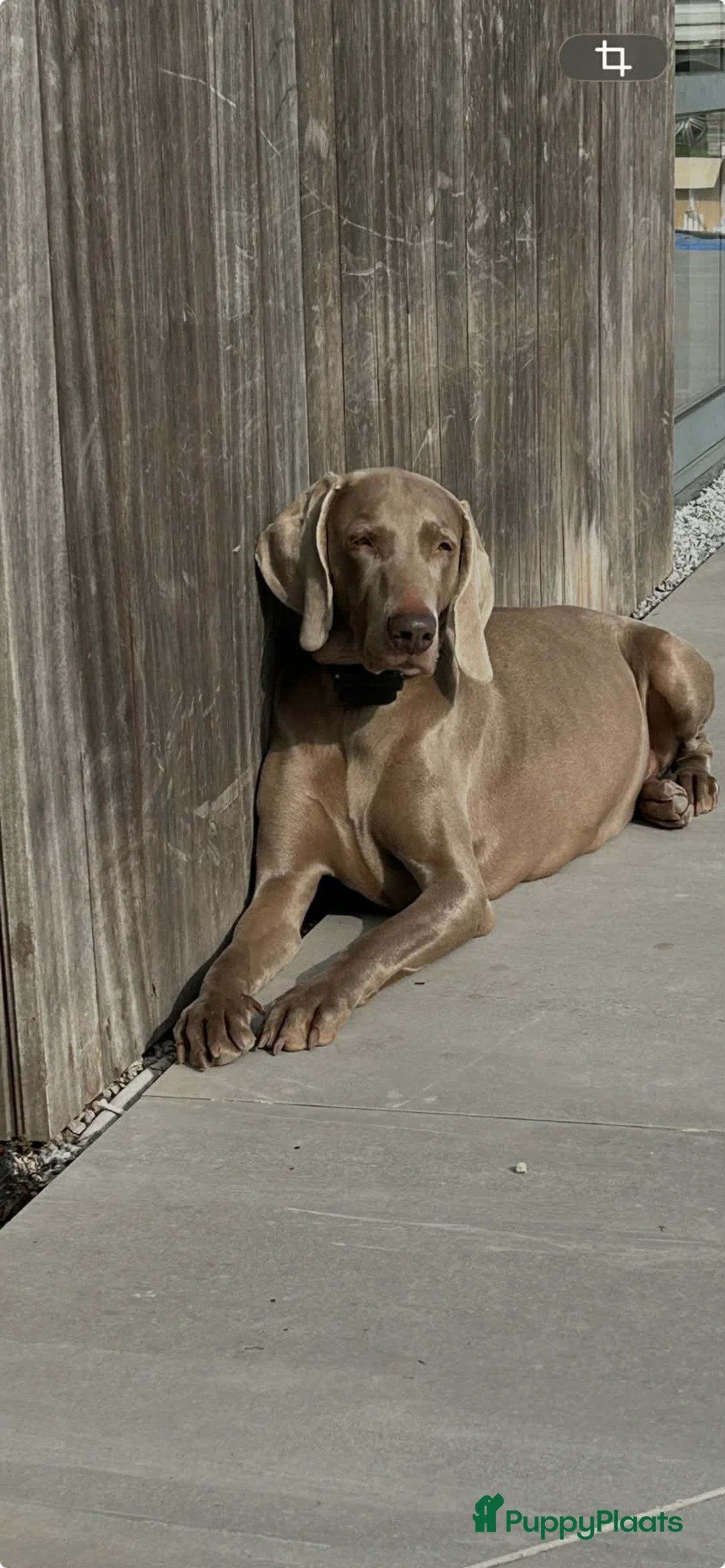 Weimarse Staande Hond korthaar honden te koop: Nestje van Viza - Advertentie 16