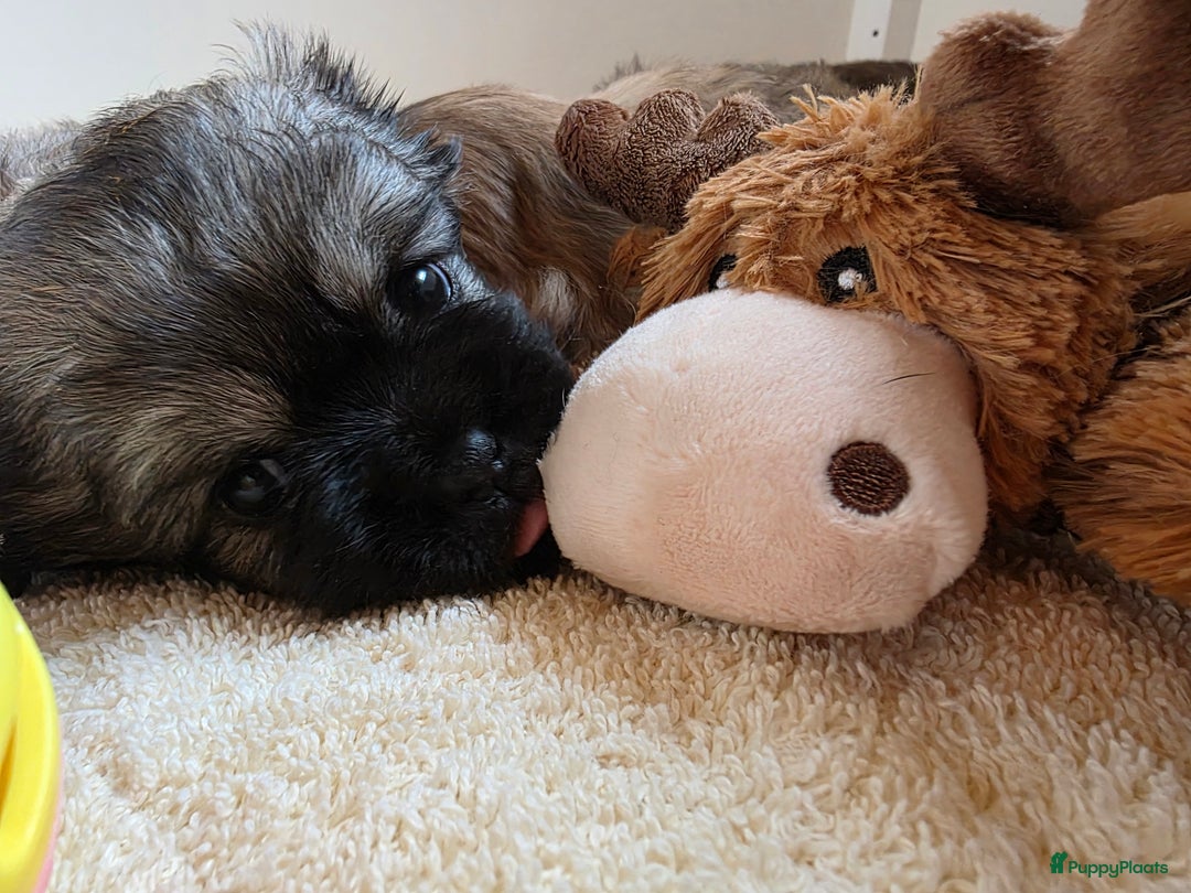 Tibetaanse Spaniel honden te koop: Tibetaanse spaniel pups beschikbaar (Groningen) - Advertentie 8