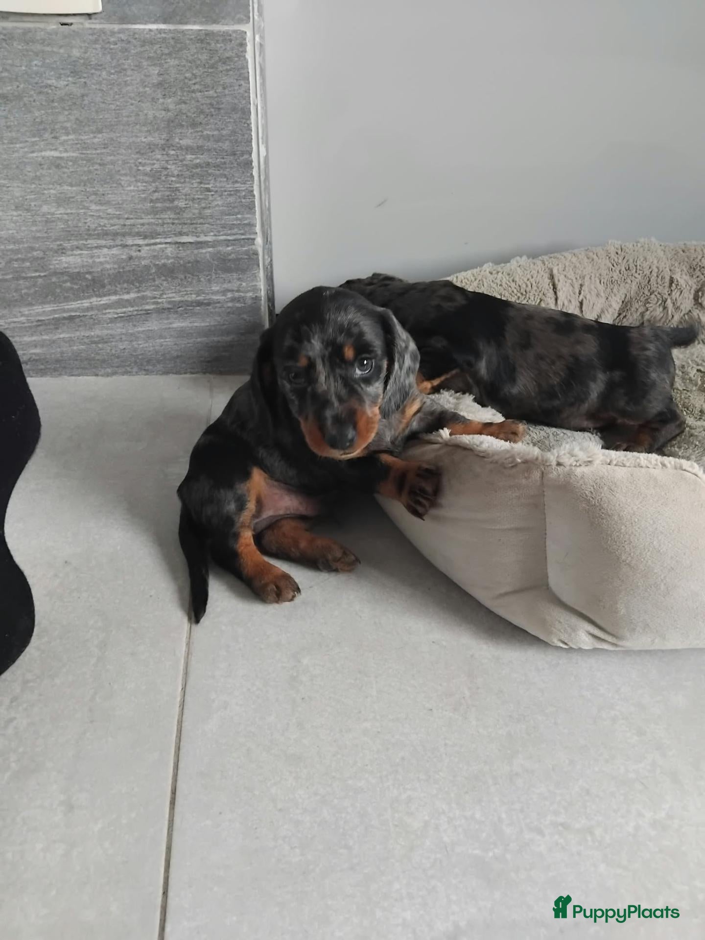 Teckel (korthaar)  honden Dwerg Teckel Pups. - Advertentie 2