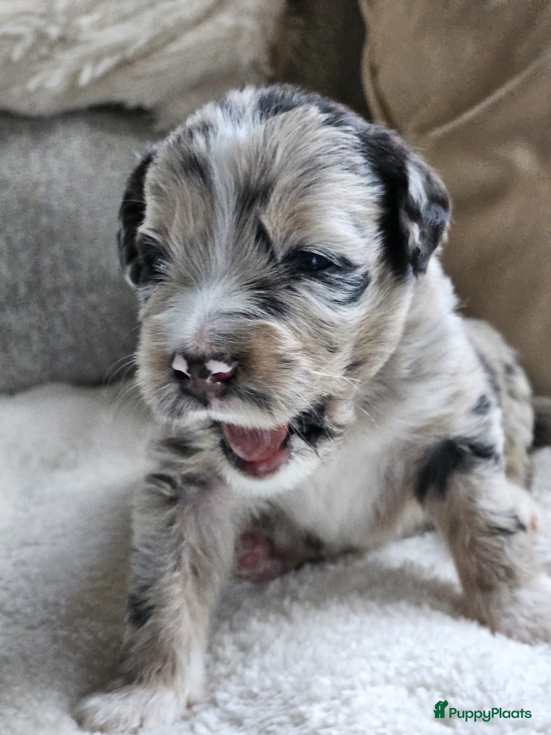Kruising honden te koop: 🐾 Labradoodle x Australische Herder Pups 🐾 - Advertentie 13