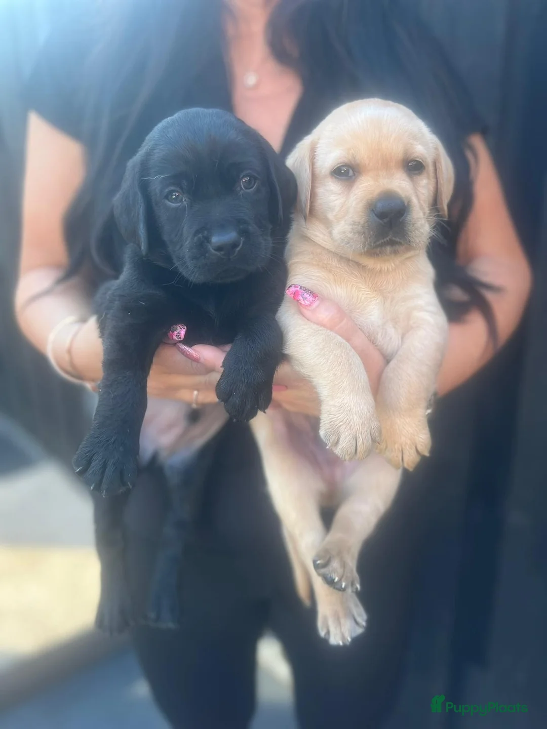 Labrador Retriever honden te koop: NEST AANKONDIGING LABRADOR PUPS - Advertentie 28