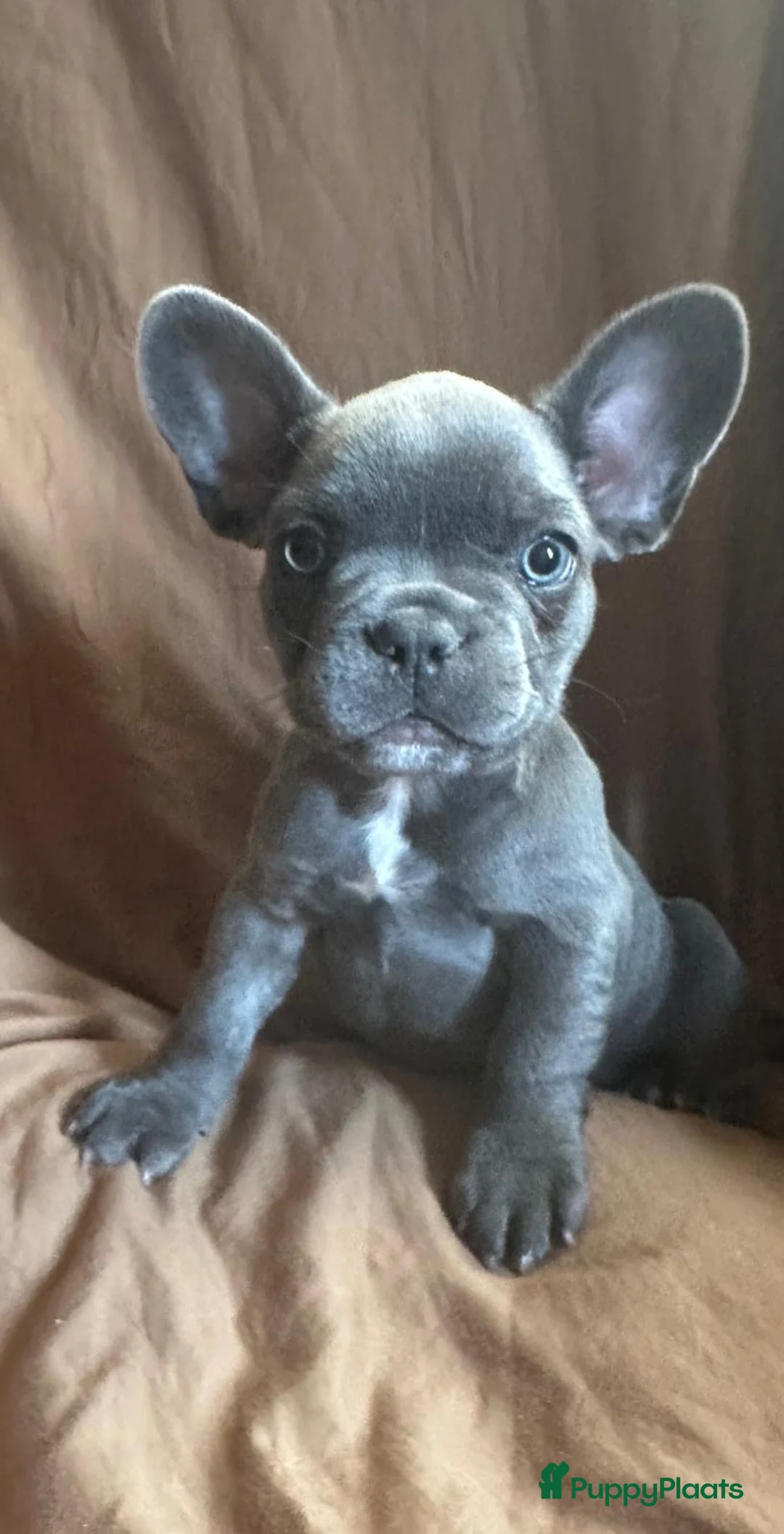 Franse Bulldog honden te koop: Franse Bulldog pupjes - Advertentie 8