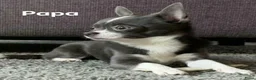 Chihuahua honden te koop: Mini chihuahua pups  - Advertentie 4