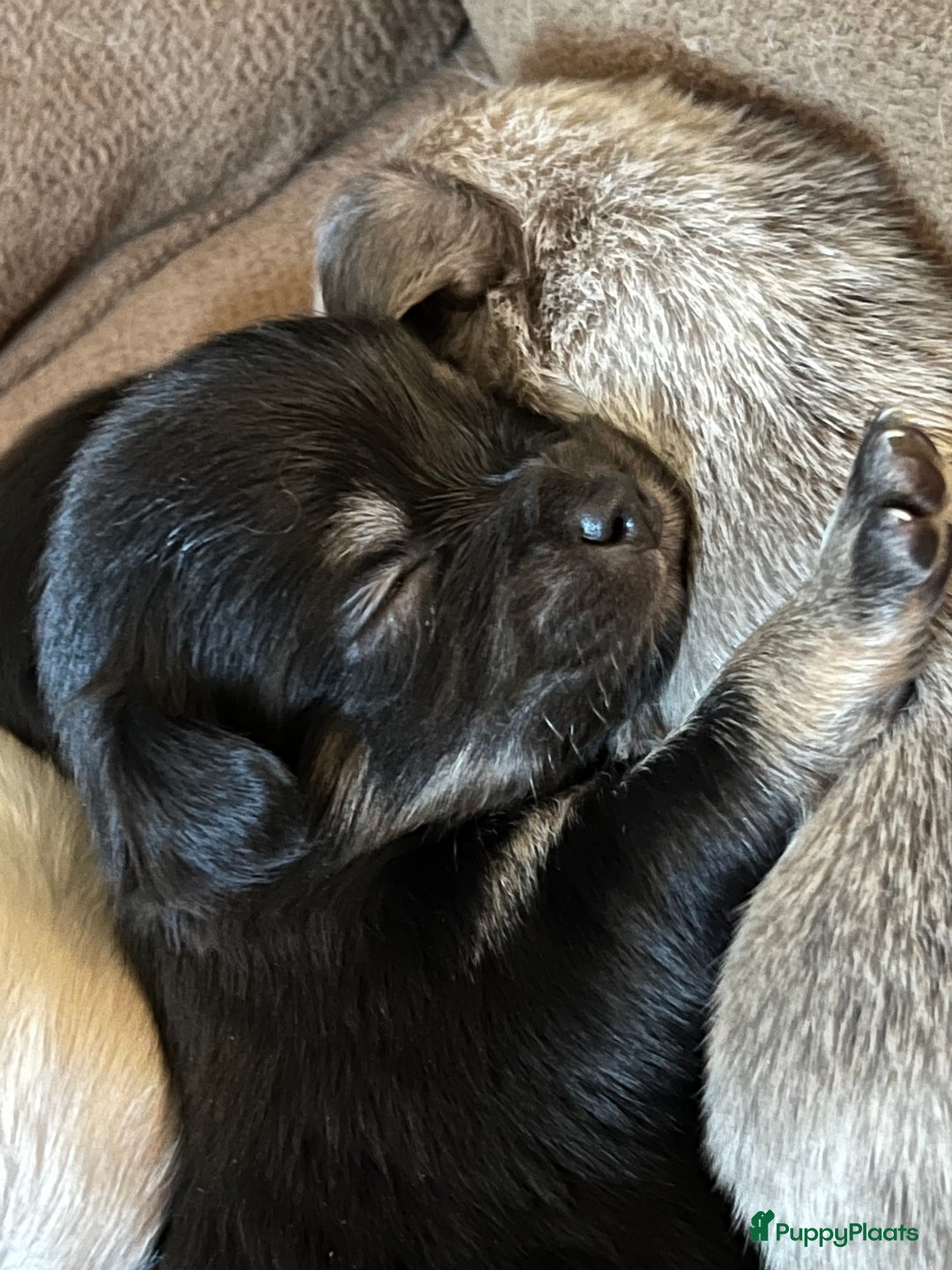 Chihuahua honden te koop: Mooie en lieve langhaar chihuahua. - Advertentie 16