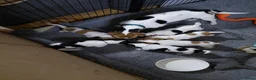 Jack Russel Terriër honden te koop: Jack Russell pups te koop - Advertentie 4