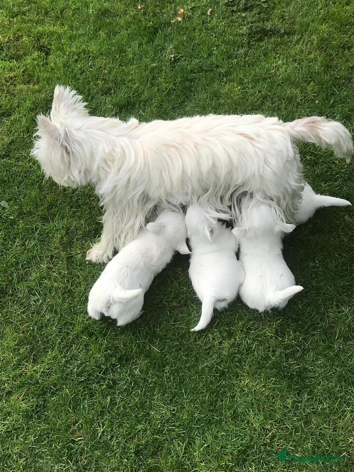 West Highland White Terriër honden TE KOOP PRACHTIGE WEST HIGHLAND WHITE TERRIËR PUPS - Advertentie 1