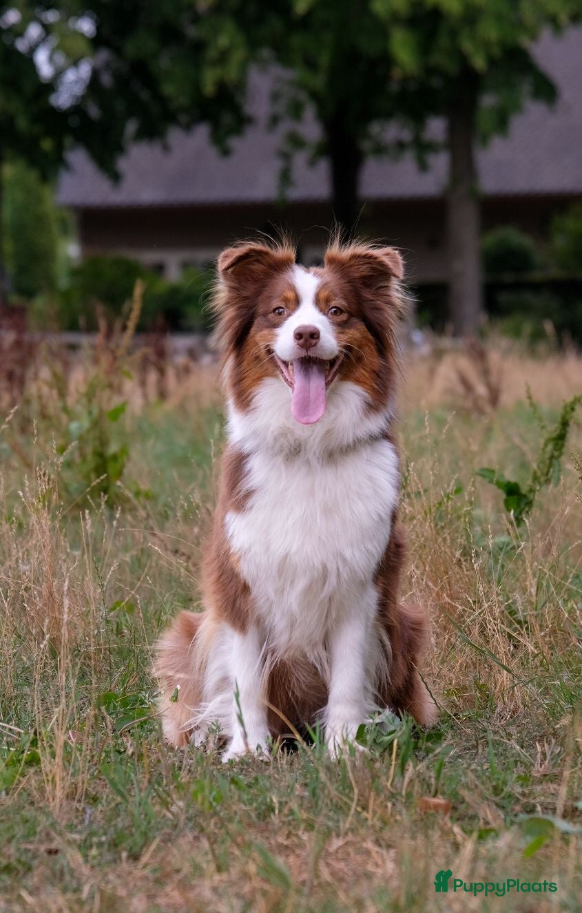 Australian Shepherd honden Geweldig Australian Shepherd pups  - Advertentie 1