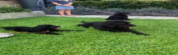 Kruising honden te koop: Labradoodle pups - Advertentie 3