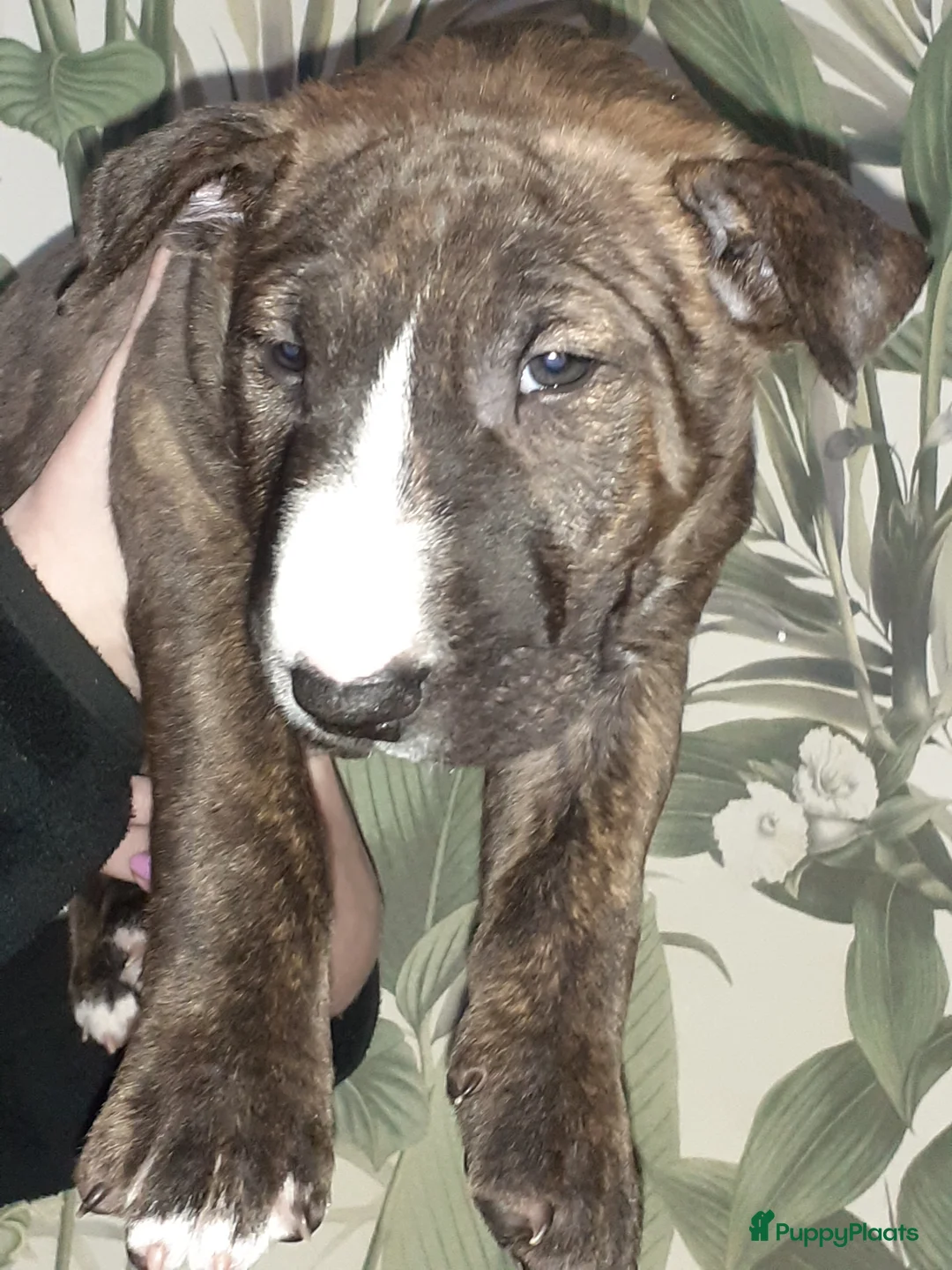 Bull Terriër honden te koop: deze 4 kanjers zijn op zoek naar gouden mandje - Advertentie 10