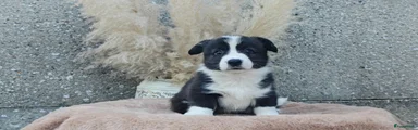 Welsh Corgi Cardigan 3