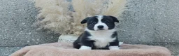 Welsh Corgi Cardigan honden te koop: Welsh cardigan corgi pups in Eersel - Advertentie 5