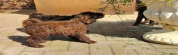 Labradoodle honden te koop: chocolade bruine f4 multigen labradoodle pups - Advertentie 2