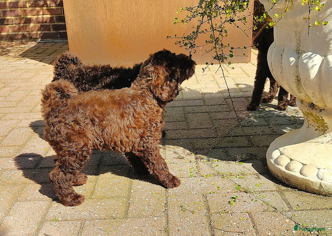Labradoodle honden te koop: chocolade bruine f4 multigen labradoodle pups - Advertentie 2