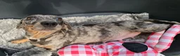Dwergteckel honden te koop: Knapste teckel pups - Advertentie 3