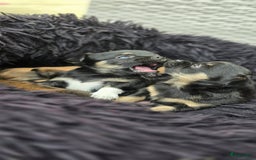 Chihuahua honden te koop: Chihuahua reutjes  - Afbeelding 8