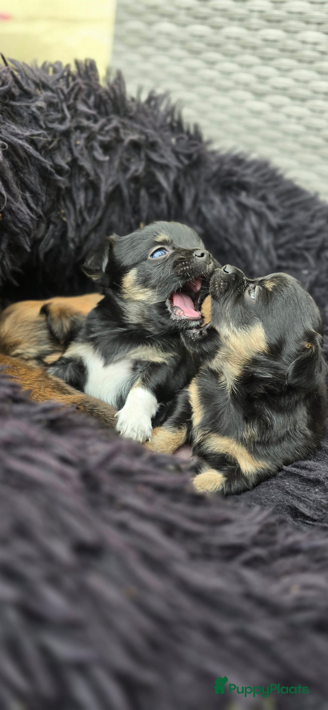 Chihuahua honden te koop: Chihuahua reutjes  - Afbeelding 8