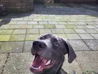 Kruising honden GOUDEN MANDJE GEZOCHT VOOR MACK!!!! SPOED - Advertentie 1