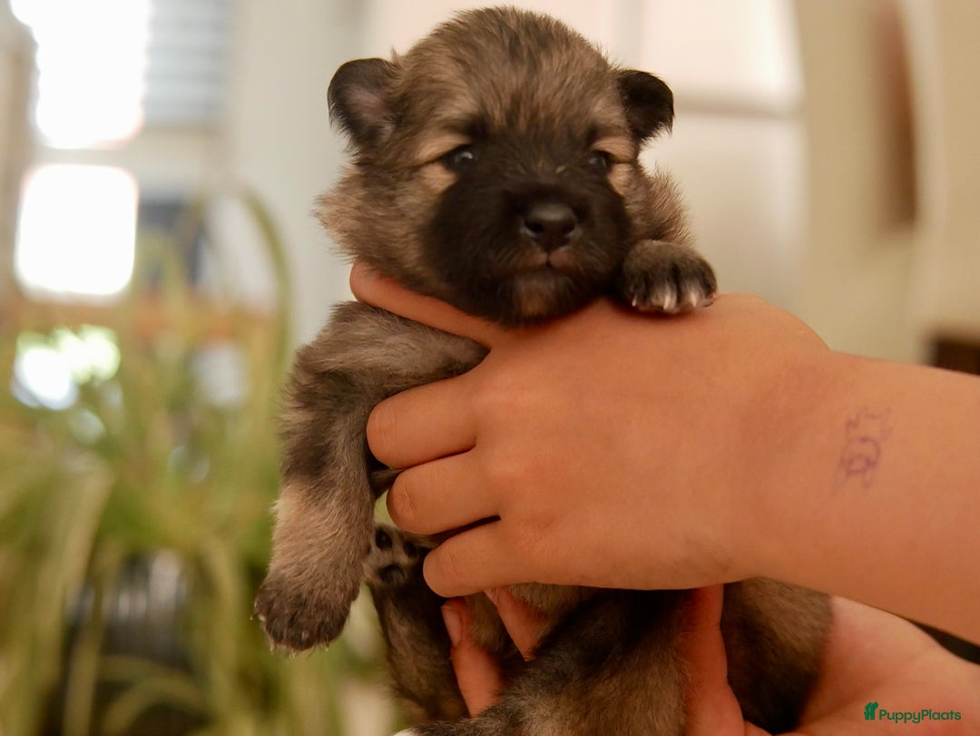 Keeshond honden te koop: Kruising Keeshond X Japanse Spits - Afbeelding 10