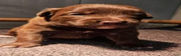 Kruising honden te koop: Toller x Aussie - Advertentie 4