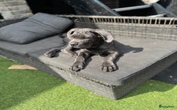 Cane Corso honden te koop: Cane Corso puppy's van 2 maanden oud te koop in Stad aan 't Haringvliet - Afbeelding 5