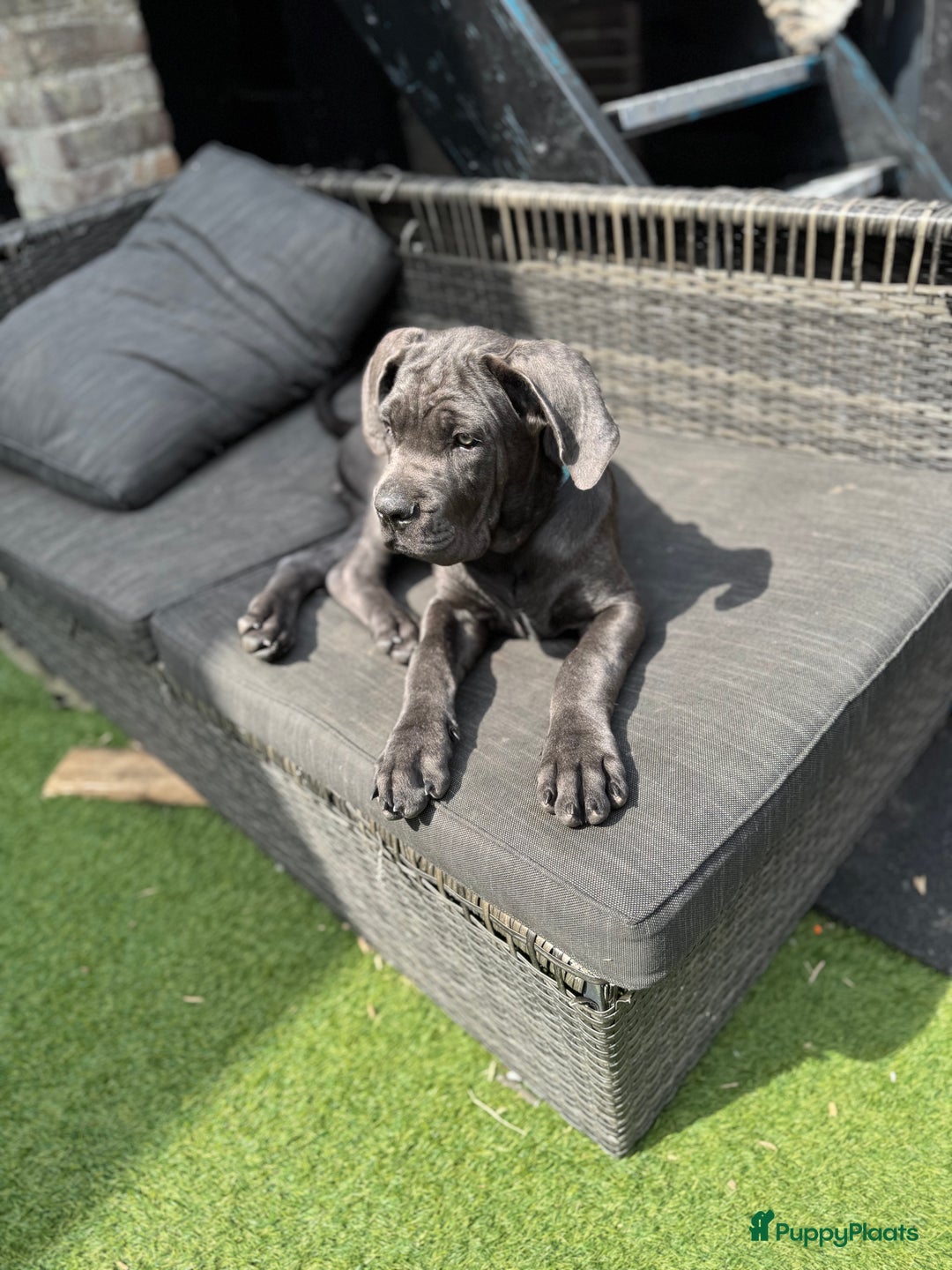 Cane Corso honden te koop: Cane Corso puppy's van 2 maanden oud te koop in Stad aan 't Haringvliet - Afbeelding 5