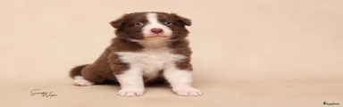 Australian Shepherd 1