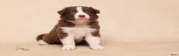 Australian Shepherd honden te koop: Nog 1 Australian shepherds beschikbaar  - Advertentie 2