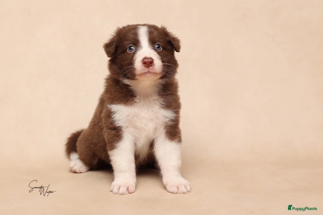 Australian Shepherd honden te koop: Nog 1 Australian shepherds beschikbaar  - Advertentie 2
