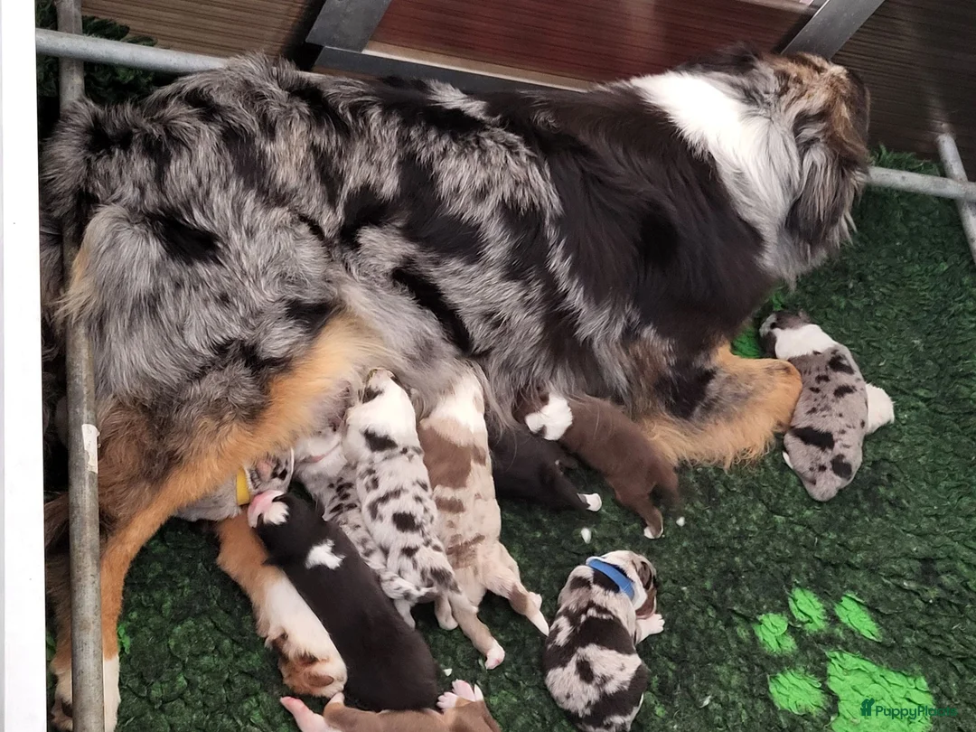 Australian Shepherd honden te koop: Australian Shepherds met FCI stamboom - Advertentie 1