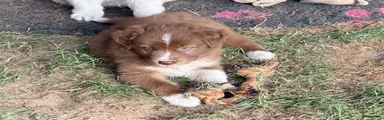 Australian Shepherd 3
