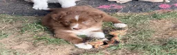 Australian Shepherd honden te koop: Mooie Australian Shepherd pups - Advertentie 14