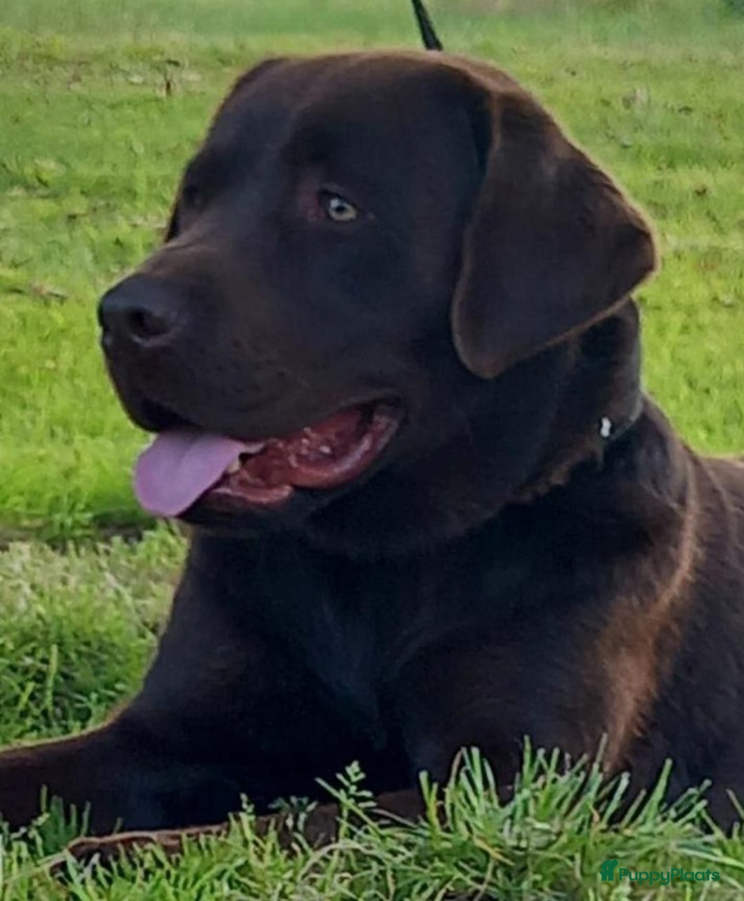 Labrador Retriever honden te koop: Lieve enthousiaste labrador pups - Advertentie 11