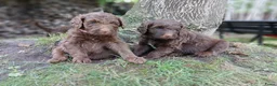 Labradoodle honden te koop: Lieve Labradoodle pups zoeken gouden mandje - Advertentie 1